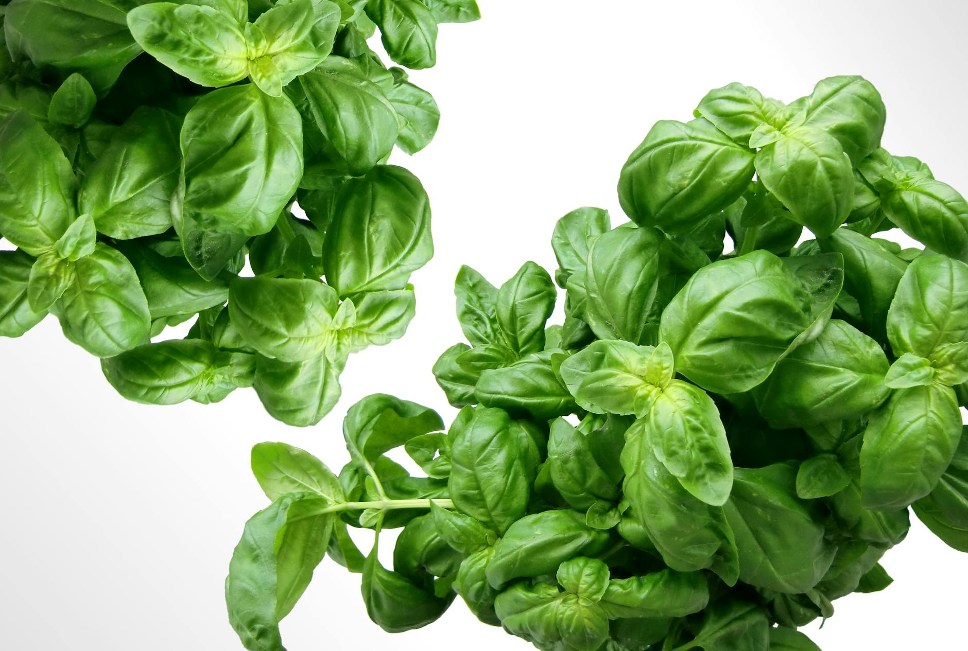 Fresh Basil Food