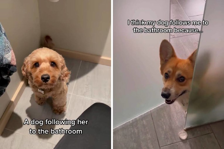 Why Do Dogs Follow You to the Bathroom
