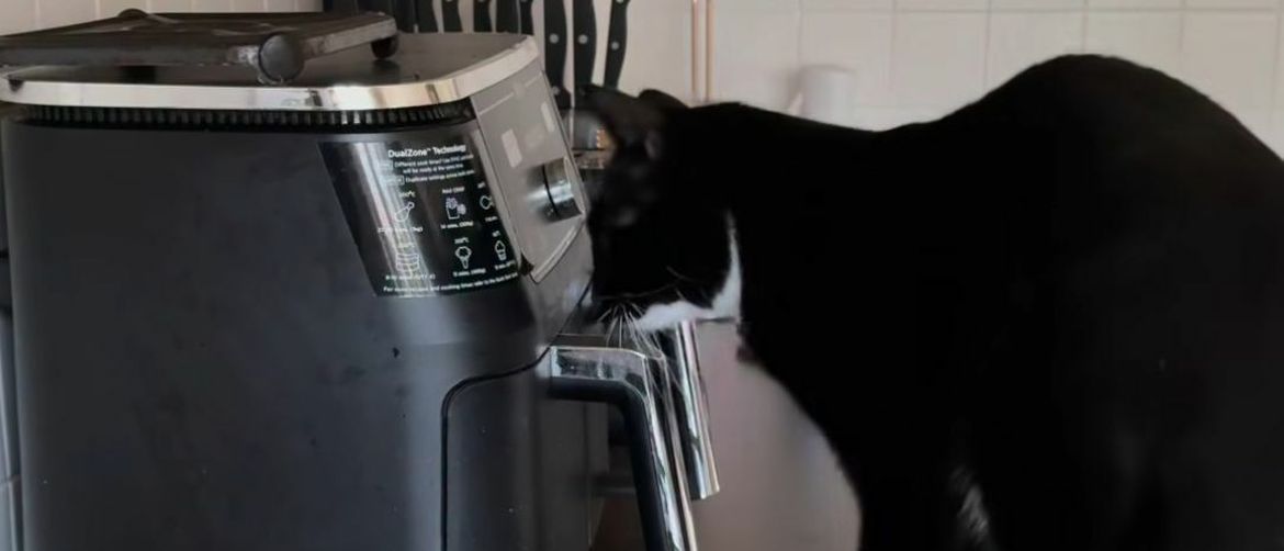 Curious Cats Are Their Own Greatest Enemies as One Owner Caught Hers in the Act and Filmed Everything