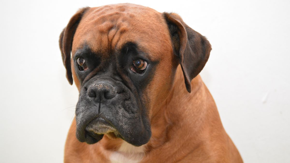 Veterinarian Reveals the Most Dangerous Physical Traits in Dogs