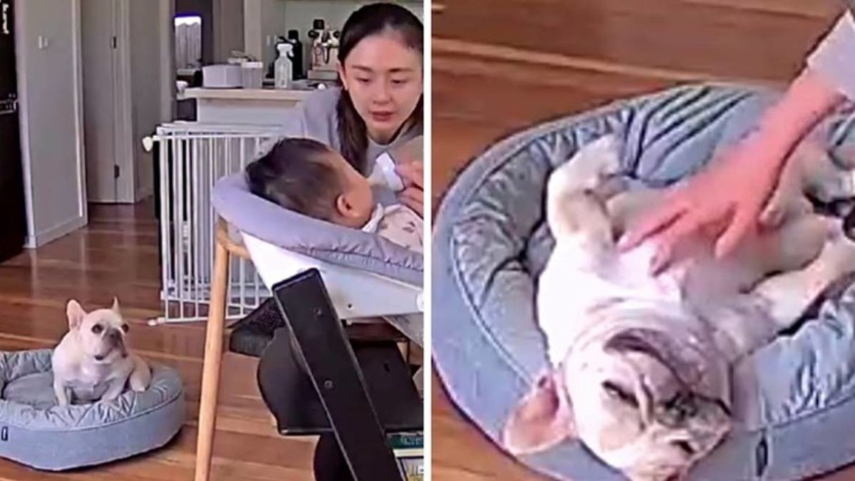 Adorable French Bulldog Becomes Viral Sensation Seeking Attention While Owner Feeds Baby
