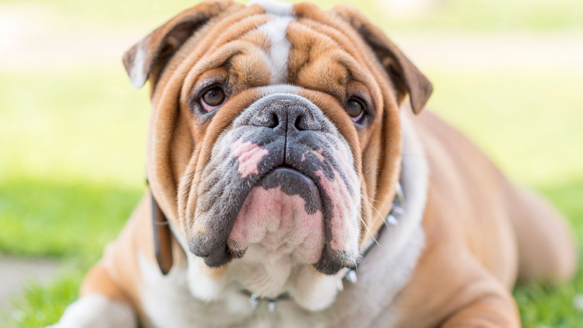 Ten Dog Breeds With the Shortest Life Spans