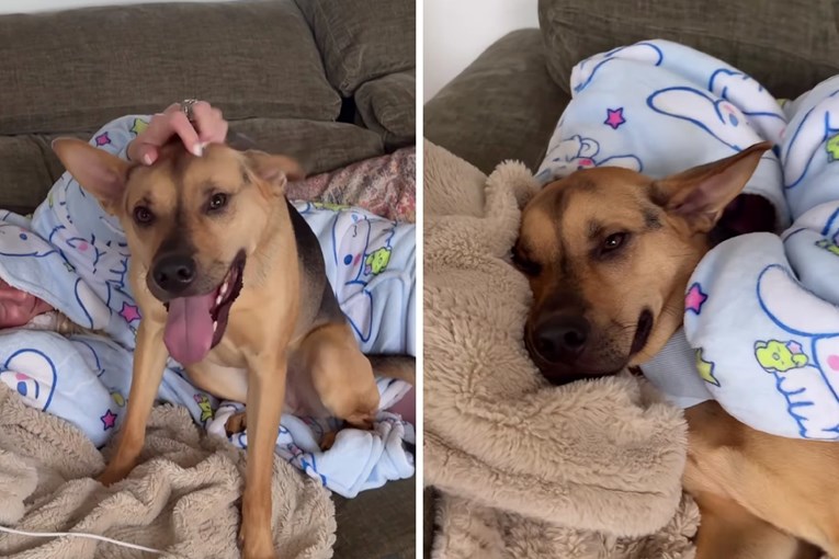 Video That Touched Many Shows Adopted Dog Staying With Owner While She Was Sick