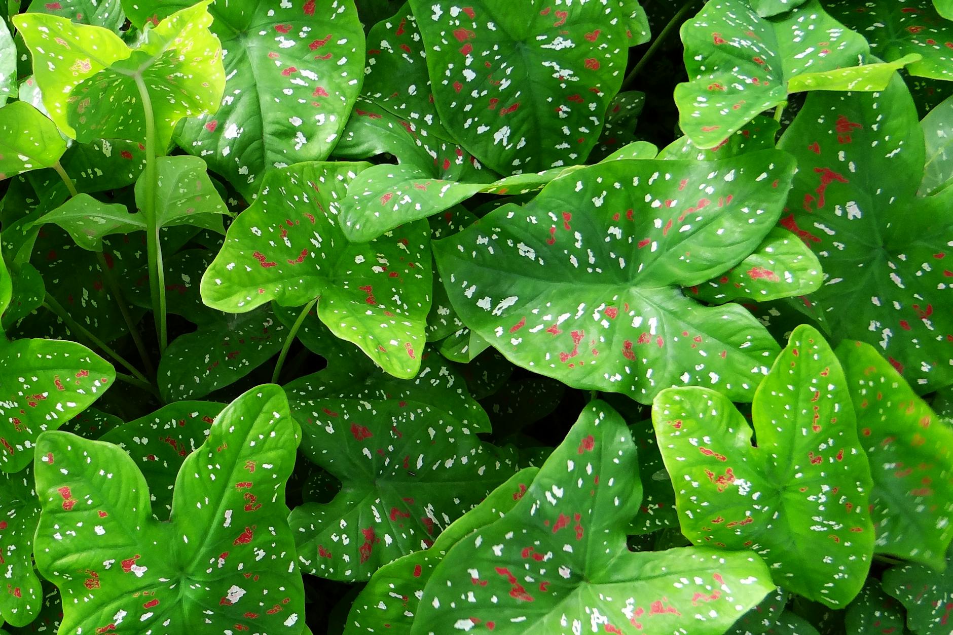 Caladium Plant Dangers For Pets