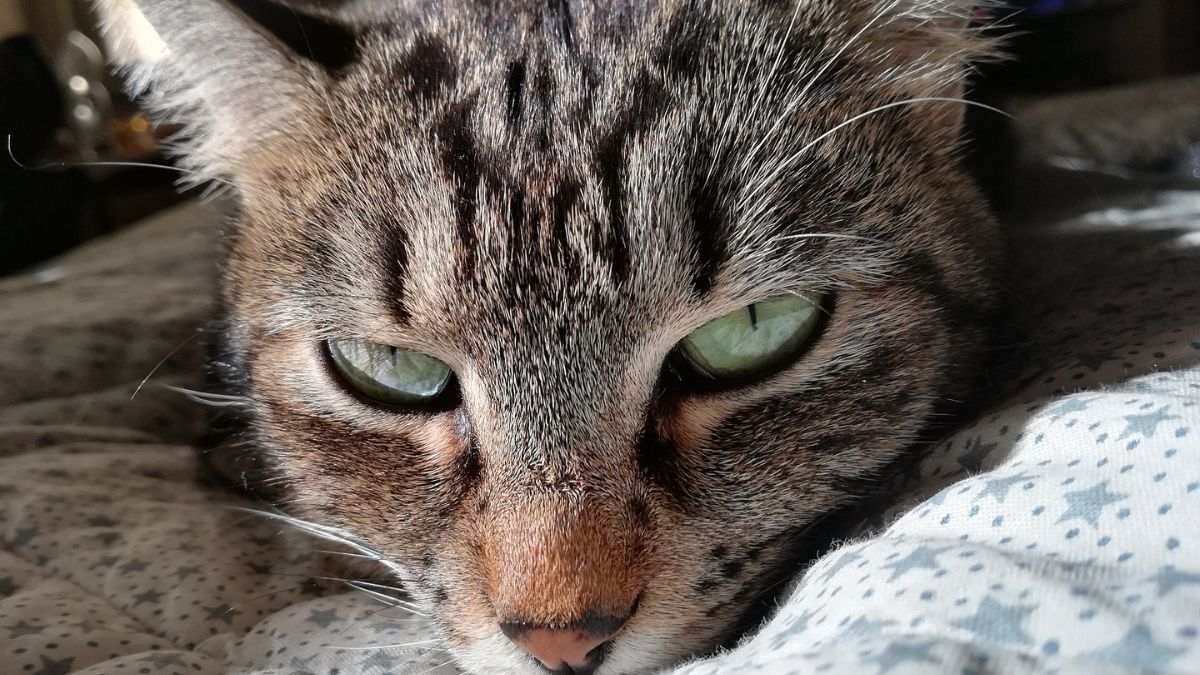 Why the European Shorthair Cat Stands Out as an Exceptional Household Pet