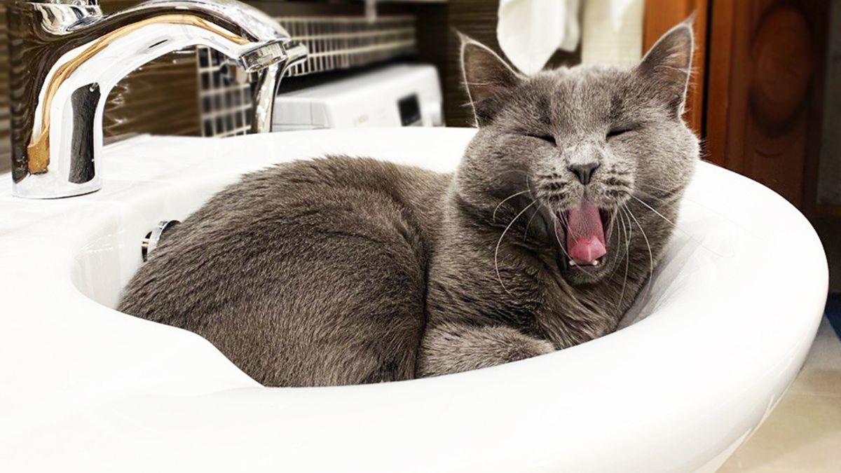 Why Do Cats Love Sinks