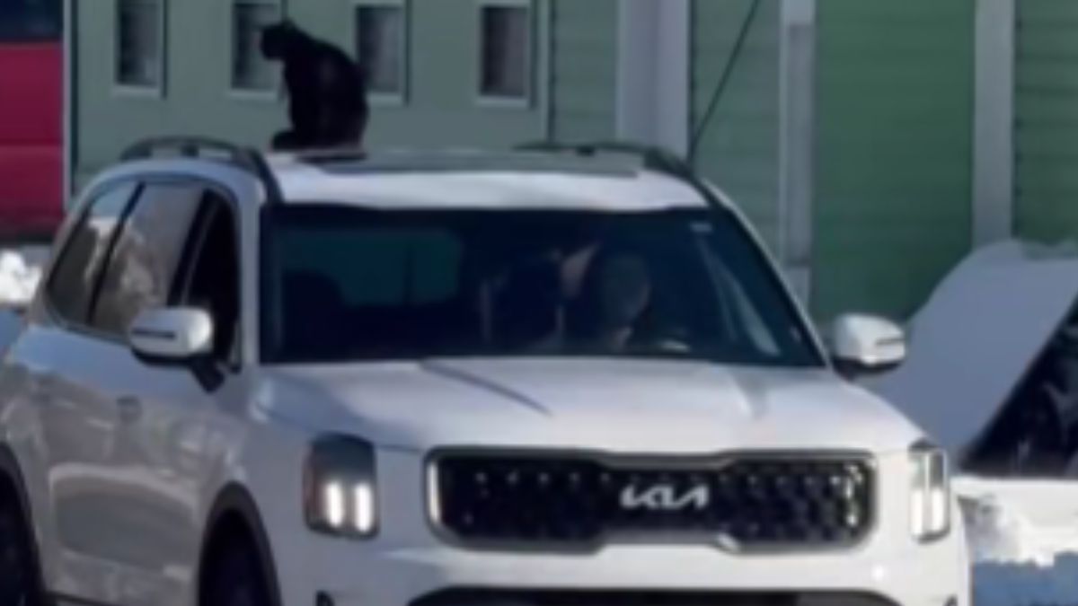 Curious Cat Embarks on a True Adventure and Owners Film the Return of the Queen