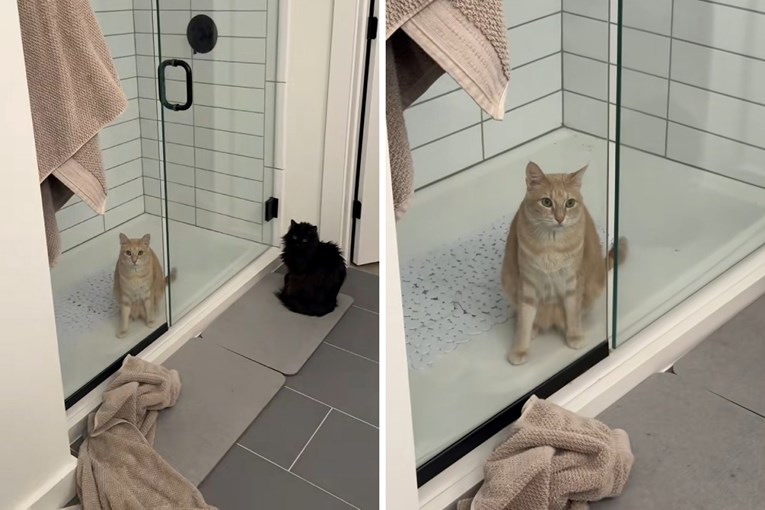 When Cats Go Quiet a Mischievous Discovery Awaits One Owner