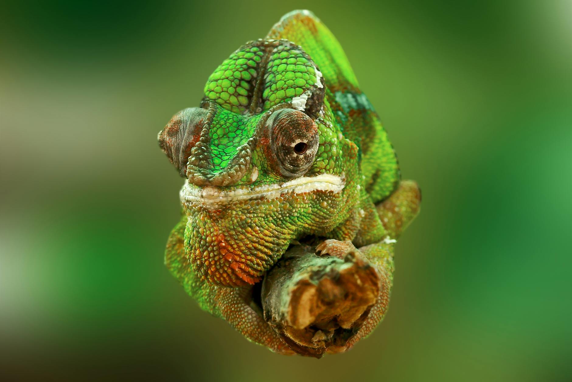 Chameleon-Like Behavior