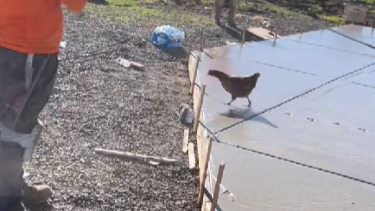 Craftsmen Face an Unusual Insult and Share a Tragicomic Video.