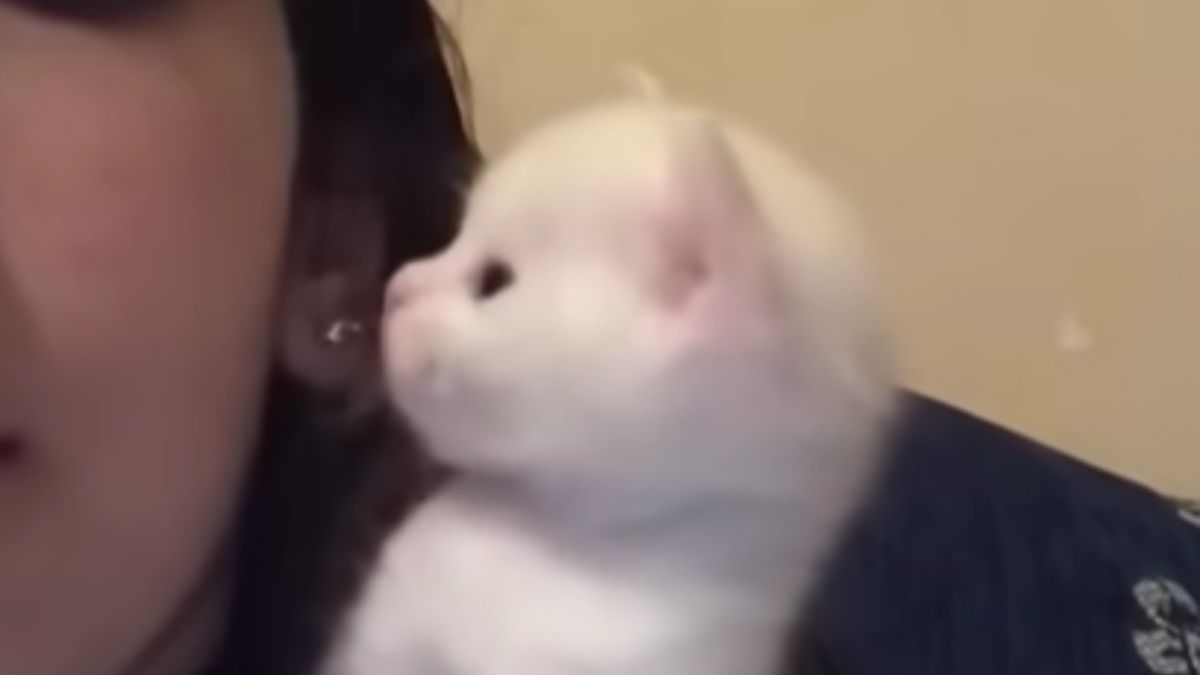 Pets Give Their Owners No Peace and Their Loving Attachment Melts Hearts