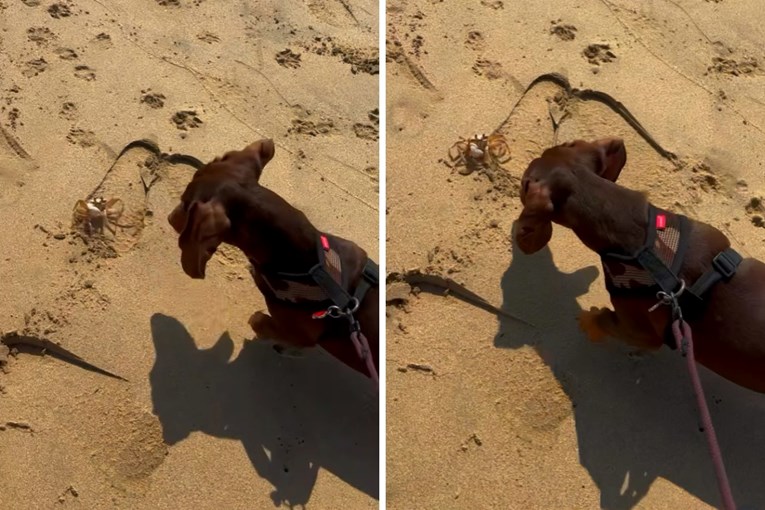A Group Of Dachshunds Had A Hilarious First Encounter With A Crab On The Beach