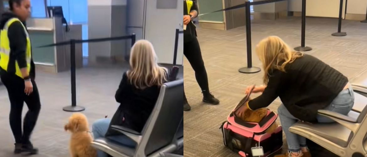 Airport Scenes With a Passenger and Her Dog Shocked the Public: “She Literally Folded the Dog”