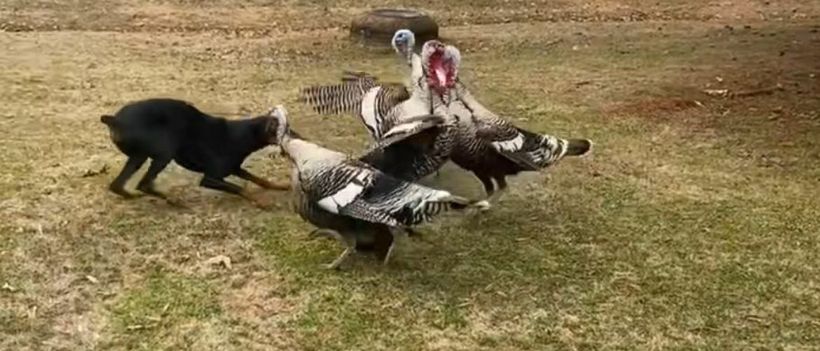 This Rare Showdown in the Animal Kingdom Ended With a Result That Truly Surprised Viewers