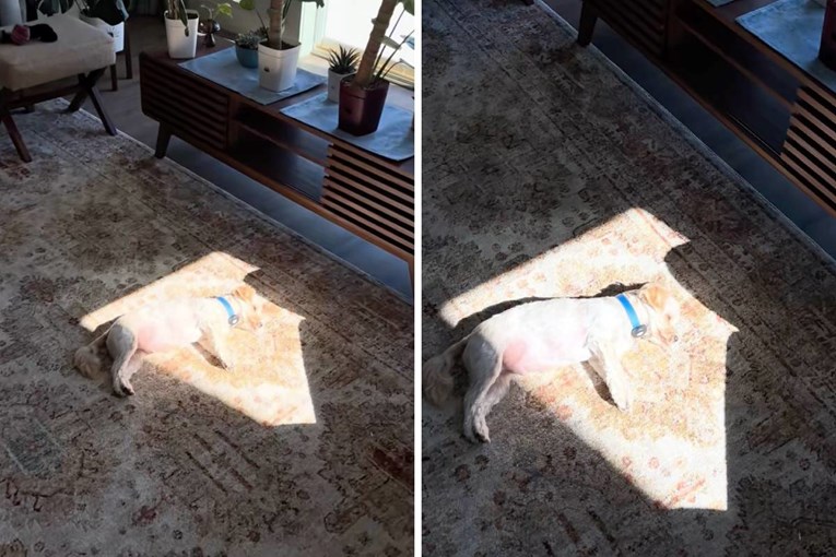 Tiny Maltese Has the Sweetest Habit and His Hilarious Ritual