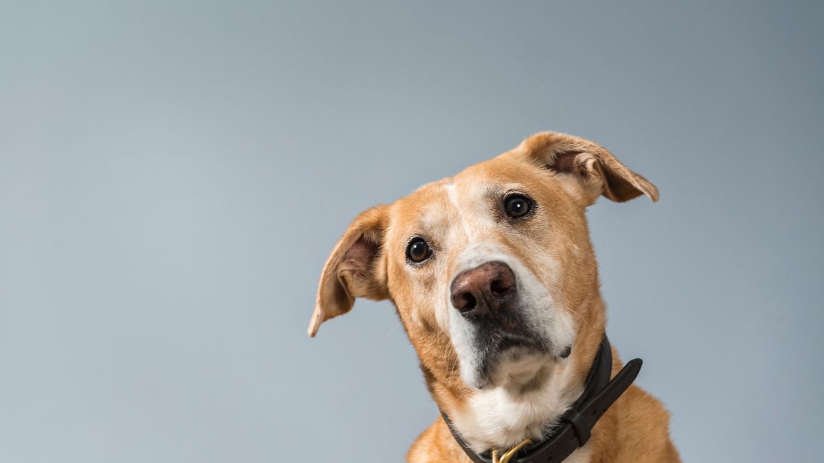 She Took Her Dog to the Vet After Strange Behavior and the Diagnosis Left Her Speechless