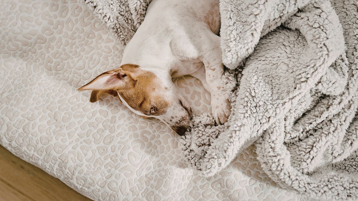 Lack of Sleep Is the Hidden Cause of Stress and Anxiety in Dogs
