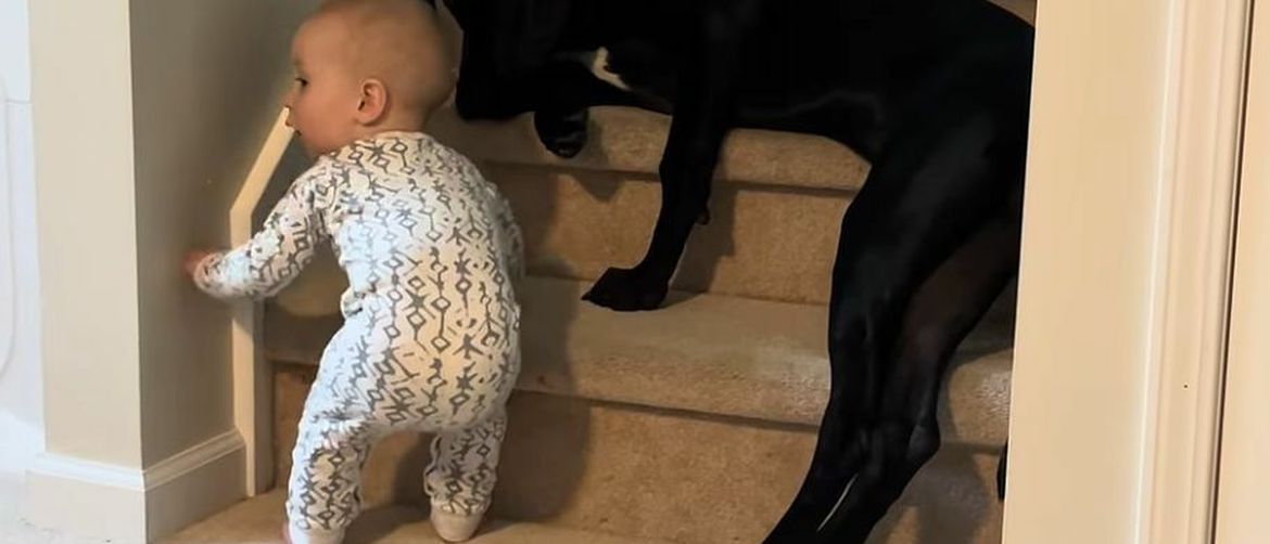 Caring Dog Melts Hearts as Viewers Watch the Gentle Giant in Action