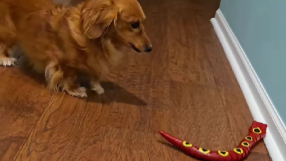 Brave Dachshund’s Epic Showdown with Toy Snake Captivates the Internet