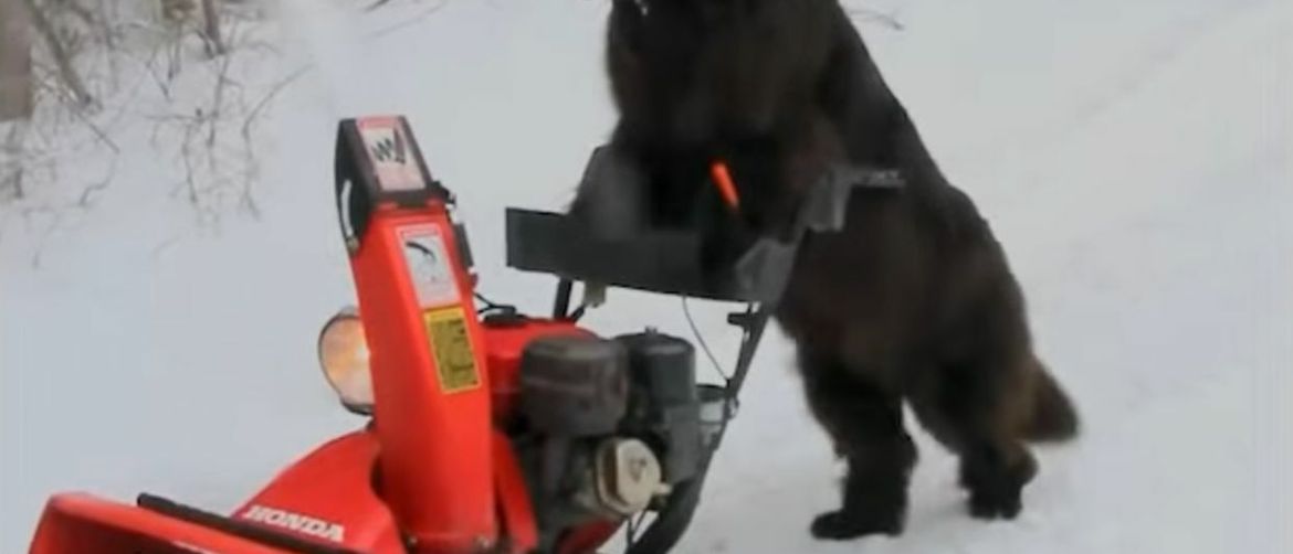 Adorable Dog Becomes a True Winter Hero by Helping Owners Clear Snow