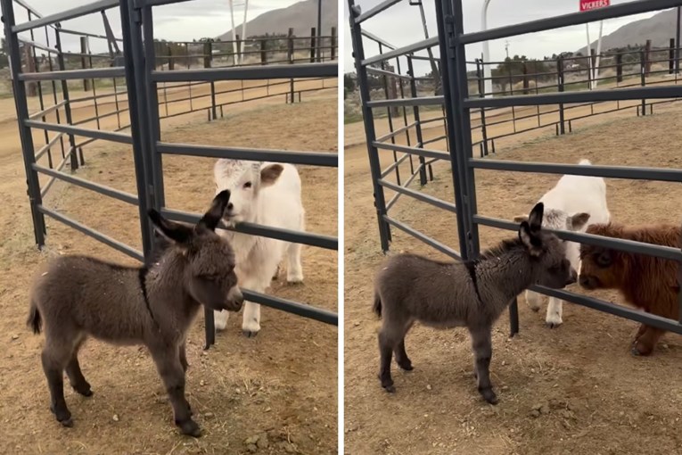 Adorable First Encounter Between a Young Donkey and Miniature Cows Will Brighten Your Day