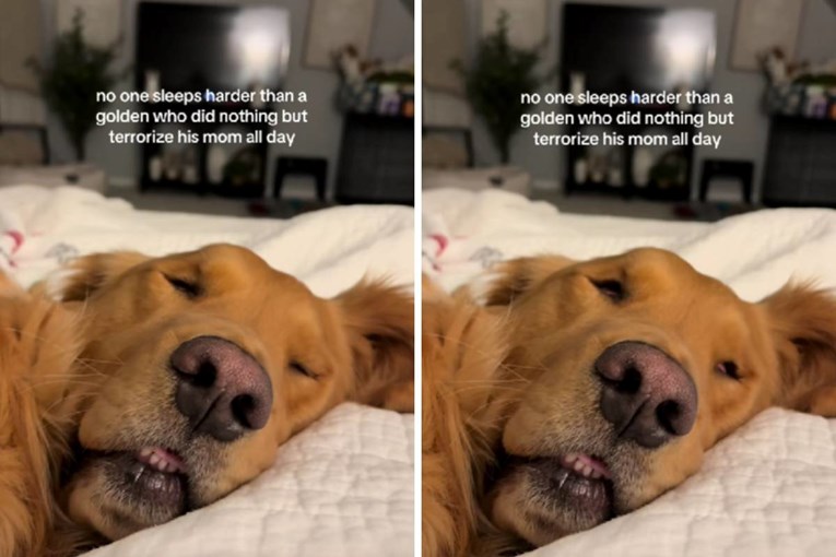 Viral Golden Retriever ‘Glitches’ While Sleeping: Why Dogs Twitch in Their Dreams