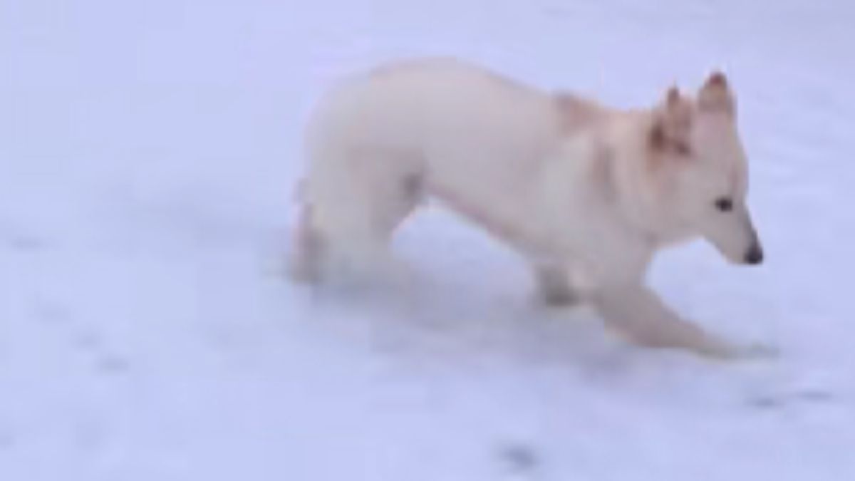 Social Media Cannot Get Enough of This Rare Colored German Shepherd