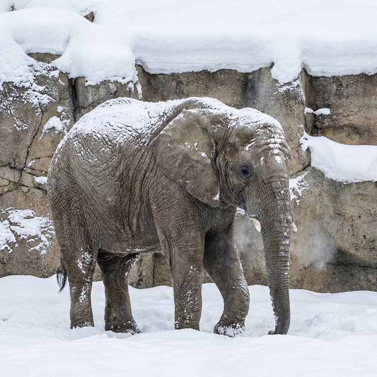 Elephant Frolicking in Snow Captivates Everyone: “I Just Stick My Nose Out Like That Too”