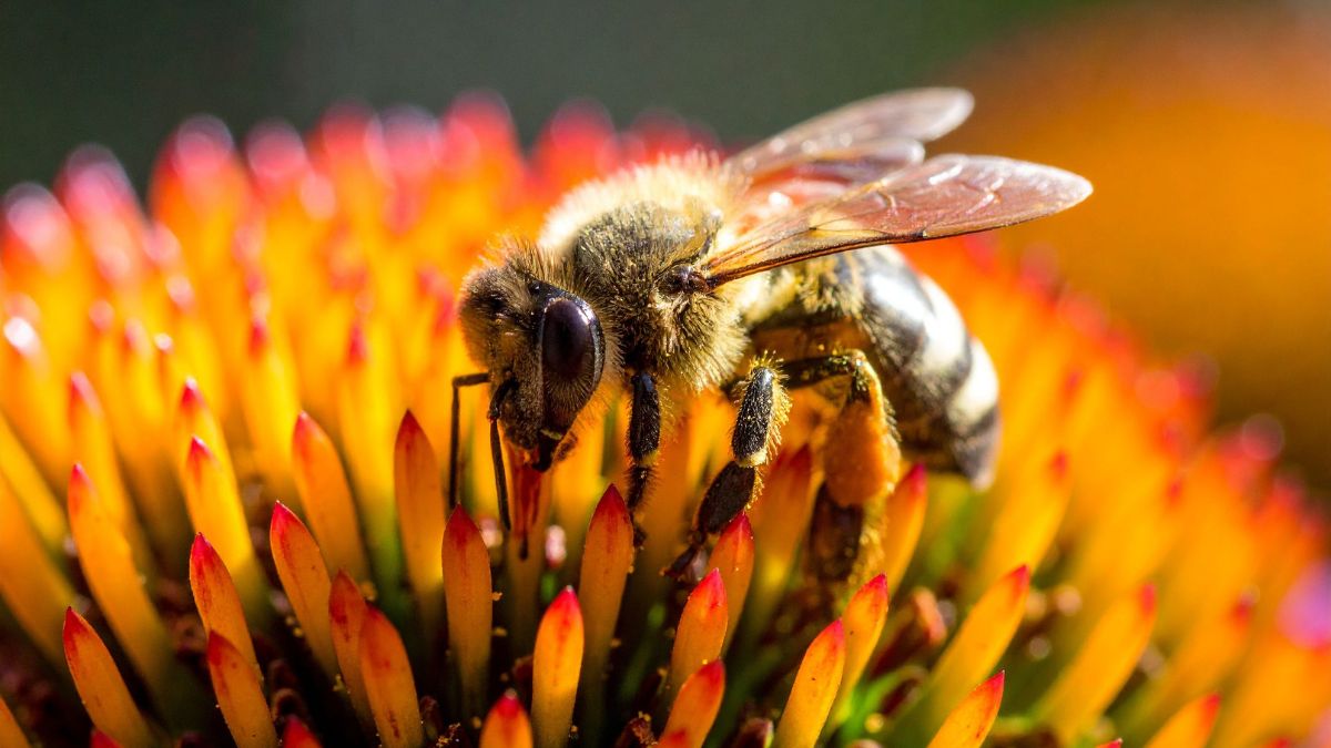 The Best 25 Flowers to Plant for Bees and Butterflies