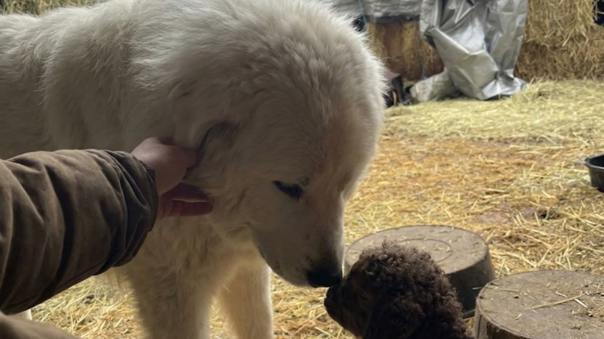 Livestock Guardian Dog Overjoyed Meeting the Farm’s Adorable New Goat Kid