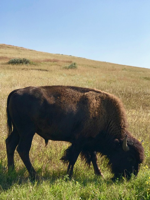 Theodore Roosevelt National Park Badlands Bison Wild Horses Scenic Drive