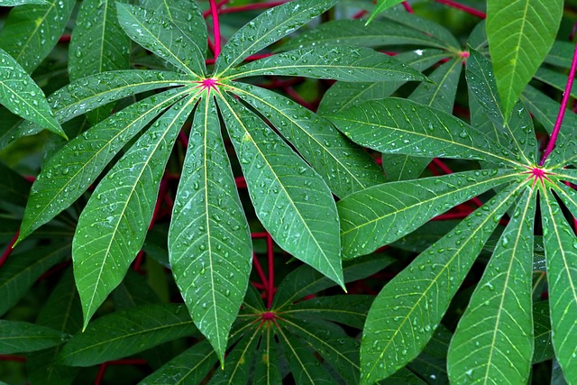 Watering Foliage Instead Of Roots