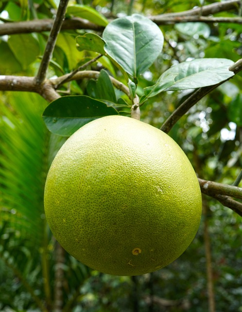 Pomelo Fruit