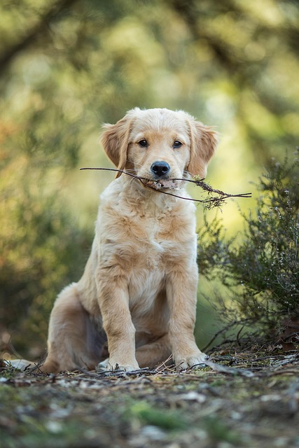 Golden Retriever Training Friendly Temperament Service Therapy