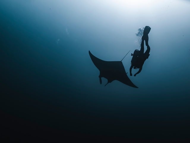 Hawaii Night Diving Manta Rays Ocean