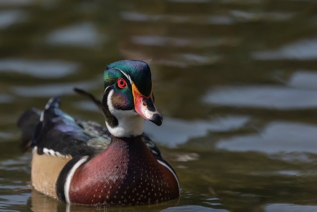 Wood Duck Colorful Feathers