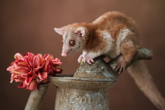 Short-tailed Opossum Exotic Pet