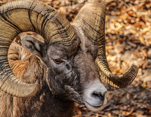 Badlands National Park Hiking Trail Buttes Pinnacles Bighorn Sheep Bison