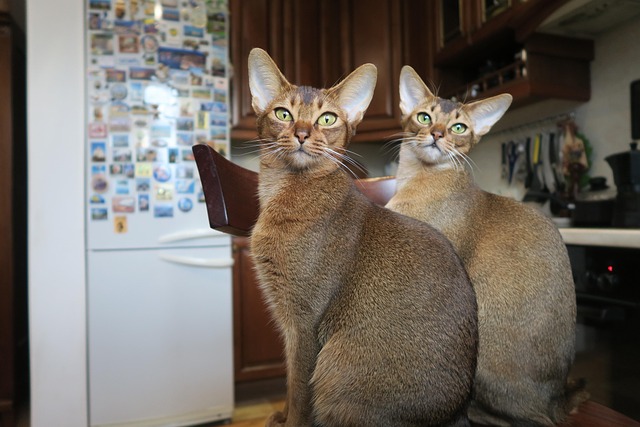 Abyssinian Cat Breed Active Playful Curious