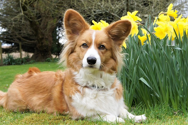 Cardigan Welsh Corgi Training Photos