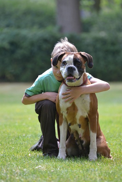 Boxer Dog With Children Playing