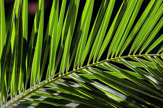 Areca Palm Indoor Plant With Arching Fronds