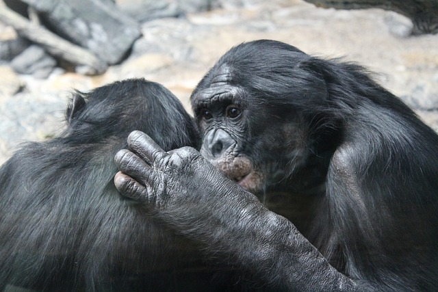 Bonobo Apes Social Behavior Empathy Tool Use