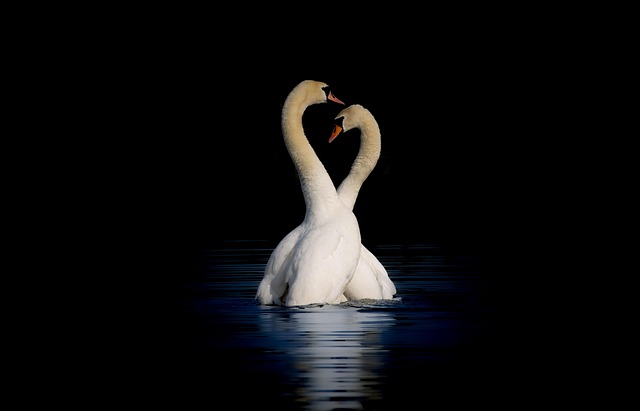 Mute Swans Forming Heart Shape Necks