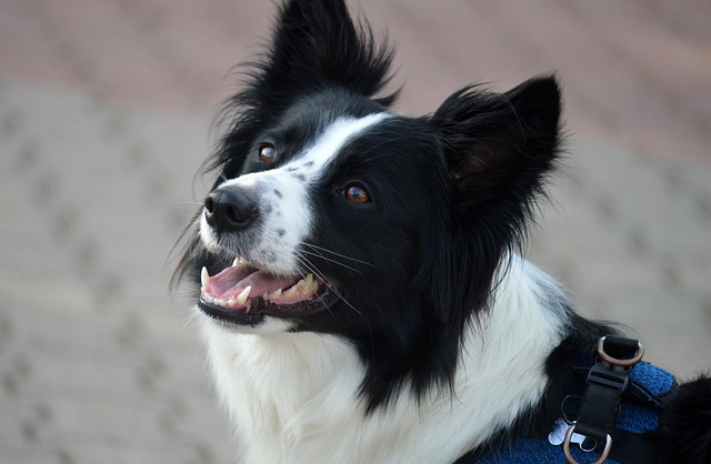 Collie Dog Breed Family Children