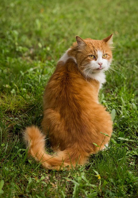 Cat With Upright Tail