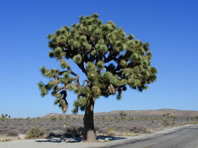 Joshua Tree National Park Hiking Trails Granite Formations Stargazing