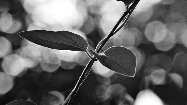 Planting Invasive Species