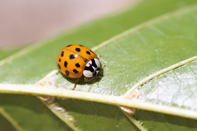 Killing Beneficial Insects