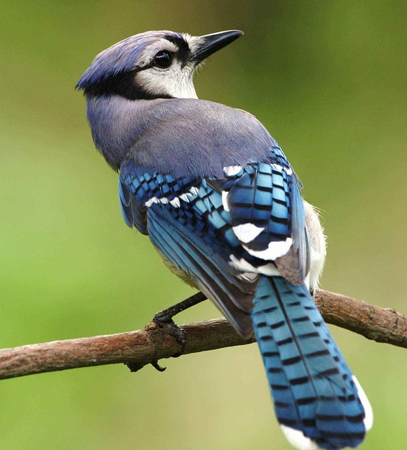 Blue Jay Bird Intelligence Caching Acorns
